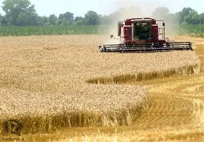تولید گندم لرستان در دولت سیزدهم ۳ برابر قبل شده است