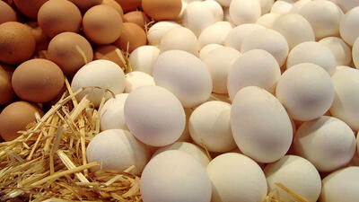 کاهش قیمت تخم مرغ پوسته سفید در بازار
