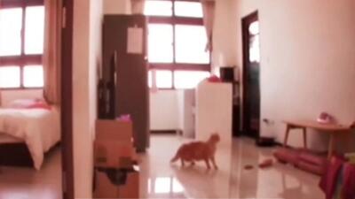 فیلم| رفتار گربه‌ها قبل از وقوع زلزله تایوان