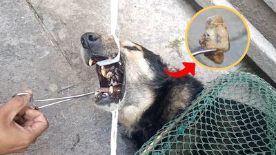 سگ ولگردی که استخوانی در دهانش گیر کرده بود توسط امدادگران نجات یافت!