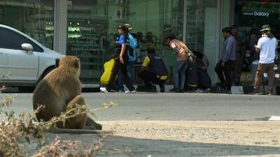 مقامات تایلند «میمون‌های تهاجمی و دزد» لوپبوری را جمع‌آوری می‌کنند