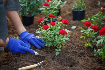با فواید کود پوکون مخصوص گل رز آشنا شوید