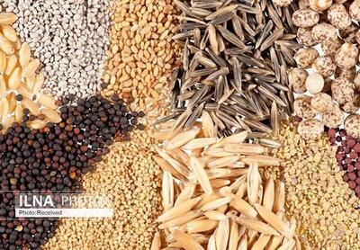 ۶۵۰ تن گندم بذری در استان سمنان تامین شد