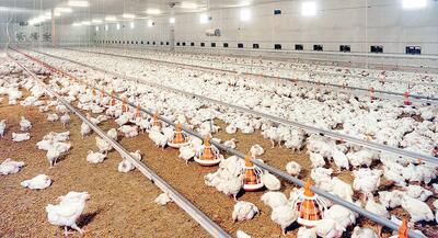 افزایش ۲۰ هزار تنی تولید گوشت مرغ در لرستان