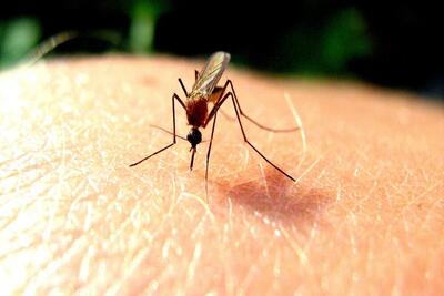 شناسایی ‌دو مبتلا به مالاریا در غرب اهواز/ کشورهای همسایه، کانون‌های مالاریا هستند