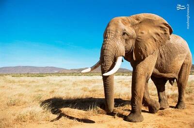 فیلم/ حمله فیل خشمگین به یک گردشگر در زامبیا