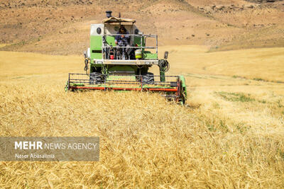 پیش‌بینی برداشت ۴۰ هزار تن گندم از مزارع گتوند