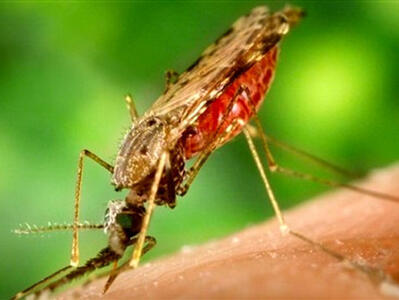 شناسایی ‌دو مبتلا به مالاریا در غرب اهواز