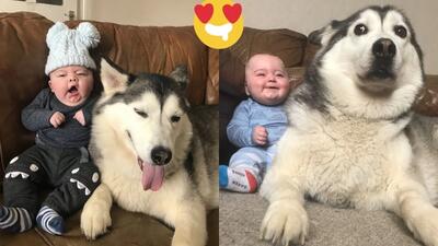 مراقبت این سگ هاسکی از نوزاد ۴۰ میلیون بازدید گرفت!