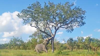 (ویدئو) قدرت فیل در سرنگون کردن یک درخت