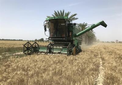 آغاز خرید گندم در مراکز تعاون روستایی استان بوشهر - تسنیم