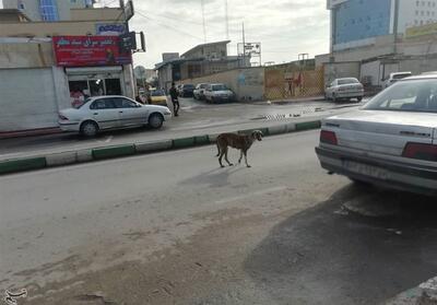 کاهش تردد 18 درصدی سگ‌های ولگرد در تهران - تسنیم