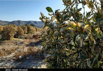 260 هکتار از مزارع بیارجمند دچار سرمازدگی شد - تسنیم