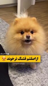 کلیپ اجرای آهنگ او او او توسط سگ ایرانی