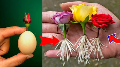 (ویدئو) روشی جالب و خلاقانه برای پرورش گل رز از طریق شاخه بریده شده آن در خانه