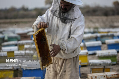 زنبورداران کندوها را به مناطق امن منتقل کنند