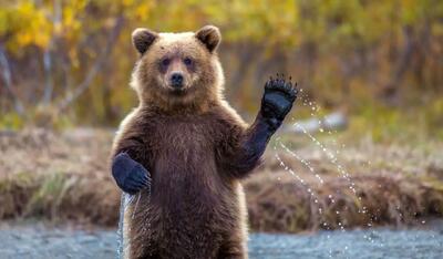 مشاهده یک خرس قهوه‌ای سرگردان در اقلید فارس+ فیلم