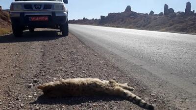 یک گربه وحشی نادر در جنوب سیستان و بلوچستان تلف شد