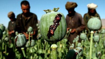 تصاویر عجیب از کاشت تریاک توسط طالبان در مرز ایران!