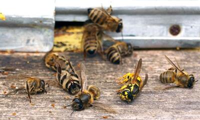سم‌پاشی مزارع و باغات به زنبورداران اطلاع‌رسانی شود