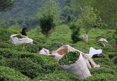 نرخ تضمینی برگ سبز چای ‌اعلام شد - تسنیم