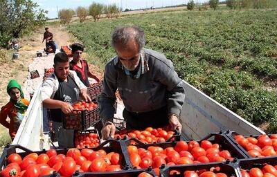 دلیل ‌‌جمع‌آوری گوجه‌فرنگی از سطح بازار چیست؟