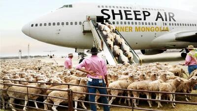 نحوه صادرات میلیون ها گوسفند و گاو با فناوری حمل و نقل مدرن به وسیله هواپیما و کشتی بزرگ!