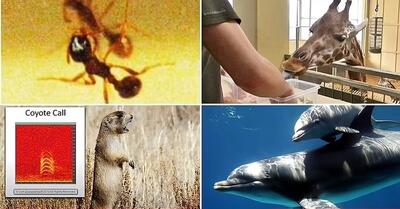 چند حقیقت شگفت انگیز درباره هوش حیوانات که نمی‌دانستید