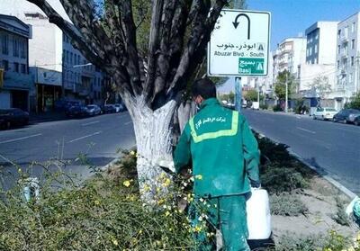 شهروندان از لمس درختان با تنه‌ سفید خودداری کنند