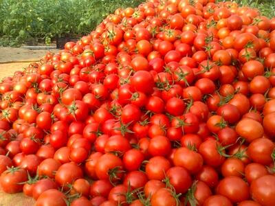 چرا گوجه فرنگی از سطح بازار جمع‌آوری شد؟