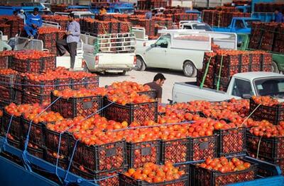 رئیس اتحادیه بارفروشان: قیمت کنونی هر کیلو گوجه فرنگی ۵ تا ۶ هزار تومان است، در حالیکه کمتر از ۱۰ هزار تومان صرفه ندارد