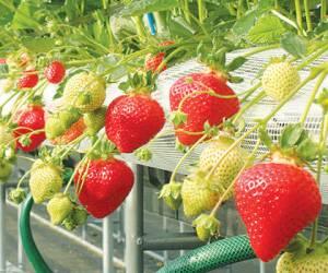 مراقبت و پرورش توت فرنگی در گلدان + آموزش کاشت