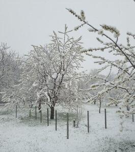 عکس / بارش نخستین برف بهاری در کُجُور نوشهر | اقتصاد24
