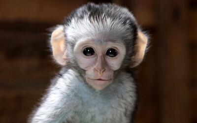 (عکس) ذوق‌زدگی یک میمون بعد از دریافت پرتغال از توریست
