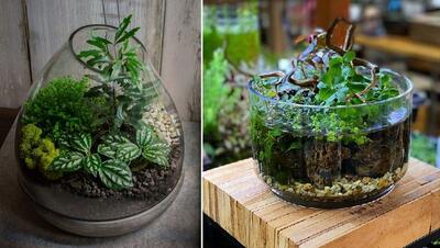 گیاهان آپارتمانی در باغ شیشه ای / پتوس همینجوریش دلبره تو تراریوم رشد کنه چه شود