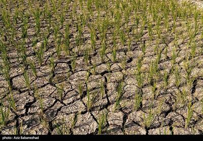 88درصد لرستان درگیر خشک‌سالی است - تسنیم