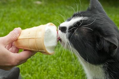 همه آنچه درباره بستنی گربه باید بدانید