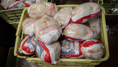 توزیع روزانه ۷ هزار تن مرغ در کشور