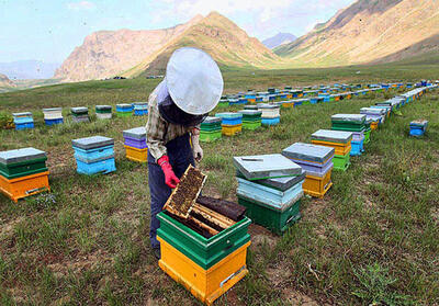 اعلام زمان مبارزه شیمیایی برای جلوگیری از تلفات زنبور عسل