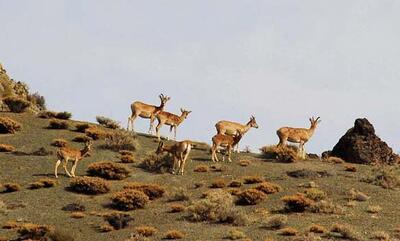 آغاز فصل زایش حیوانات و تخم‌گذاری پرندگان در پارک ملی گلستان