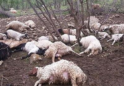 صاعقه 300 گوسفند در لرستان را تلف کرد - تسنیم