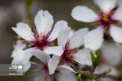 (تصاویر) شکوفه‌های بهاریِ سنندج