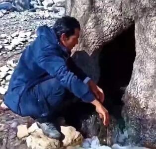 تصویری از عجیب‌ترین درخت بلوط ایران در زاگرس + فیلم
