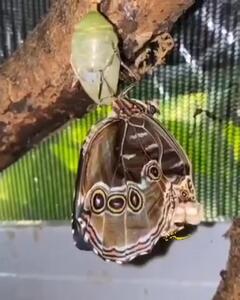 ویدئو/ببینید دقیقا پروانه چطور از پیله اش خارج می شود!