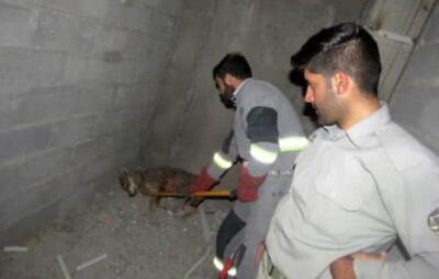 مجروح شدن ۱۲ نفر بر اثر حمله سه سگ گرگ در سیستان و بلوچستان
