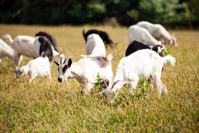 فرآوری شیر بز و پرورش هزاران بز در مدرن‌ترین مزارع جهان (فیلم)