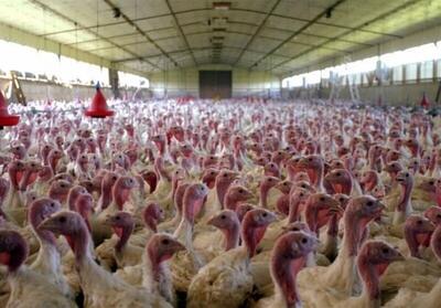 ۵ هزار تن گوشت بوقلمون در استان قزوین تولید شد
