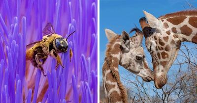 ۲۰ عکس استثنایی از حیوانات در طبیعت توسط عکاس جو نیلی !