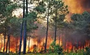 افزایش ۳۵۳ درصدی آتش‌سوزی در عرصه‌های طبیعی کشور