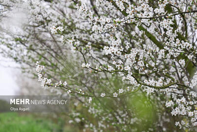 شکوفه‌های بهاری - گلستان